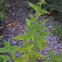 Salvia nubicola